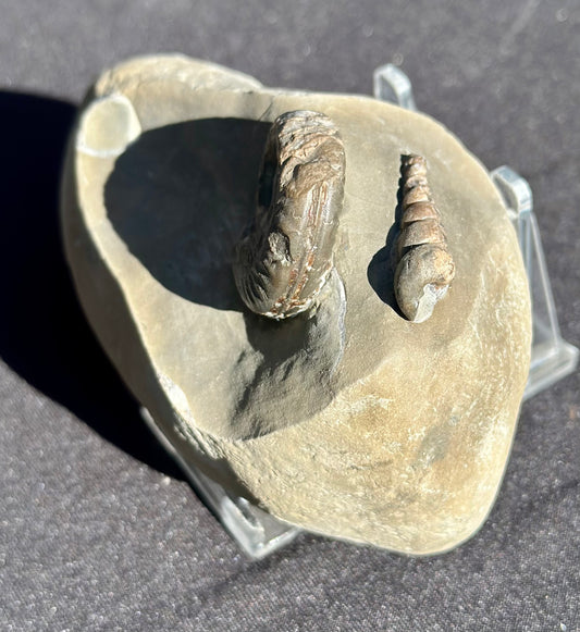 Hildoceras and Gastropod