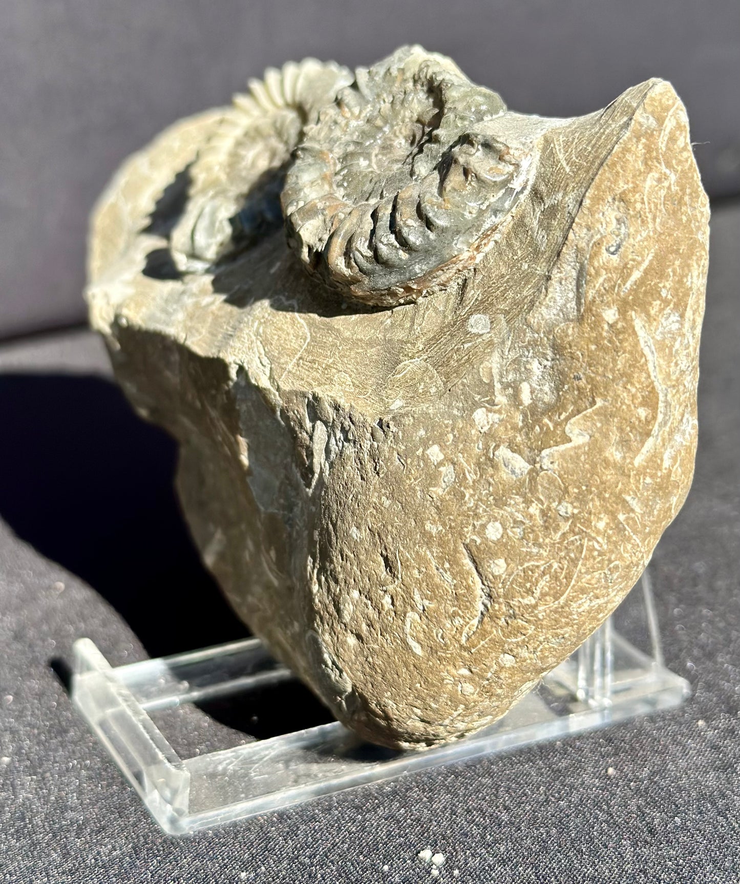 Coroiceras Ammonites