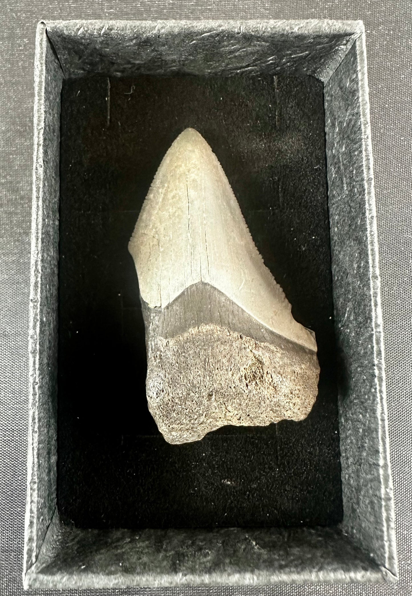 Megalodon Shark Tooth - Miocene - South Carolina - USA