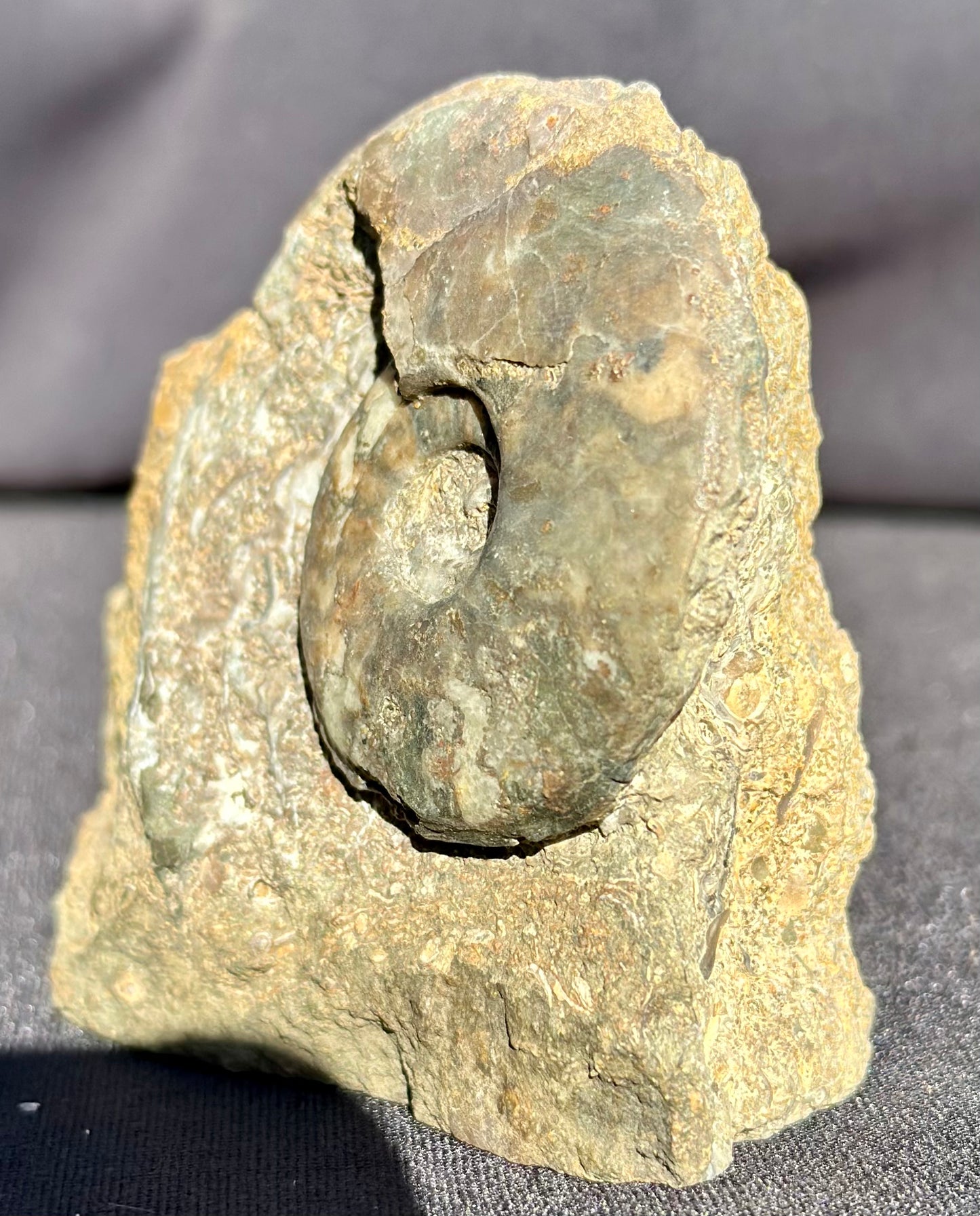 Eparietites Ammonite Scunthorpe