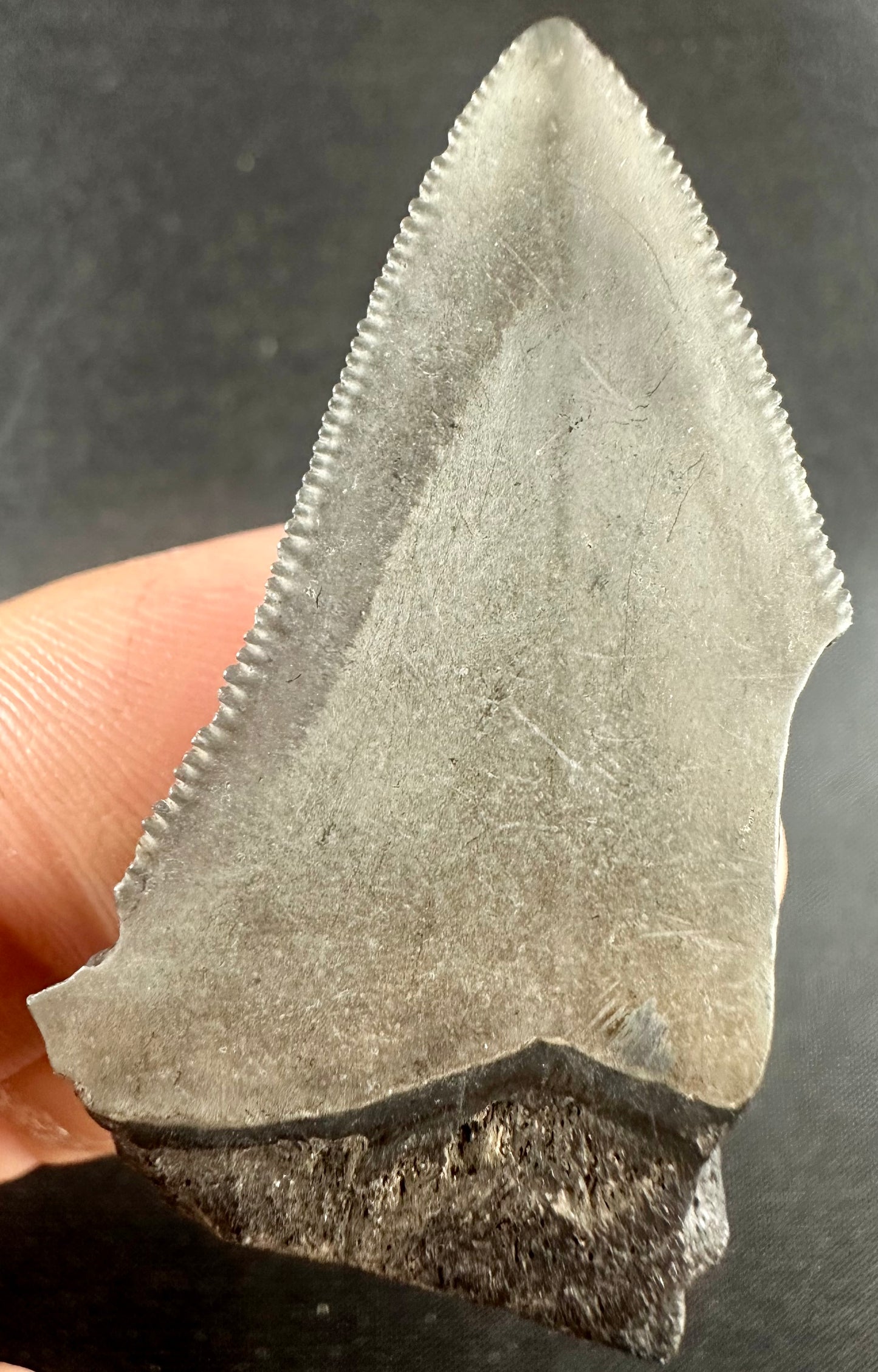 Megalodon Shark Tooth - Miocene - South Carolina - USA