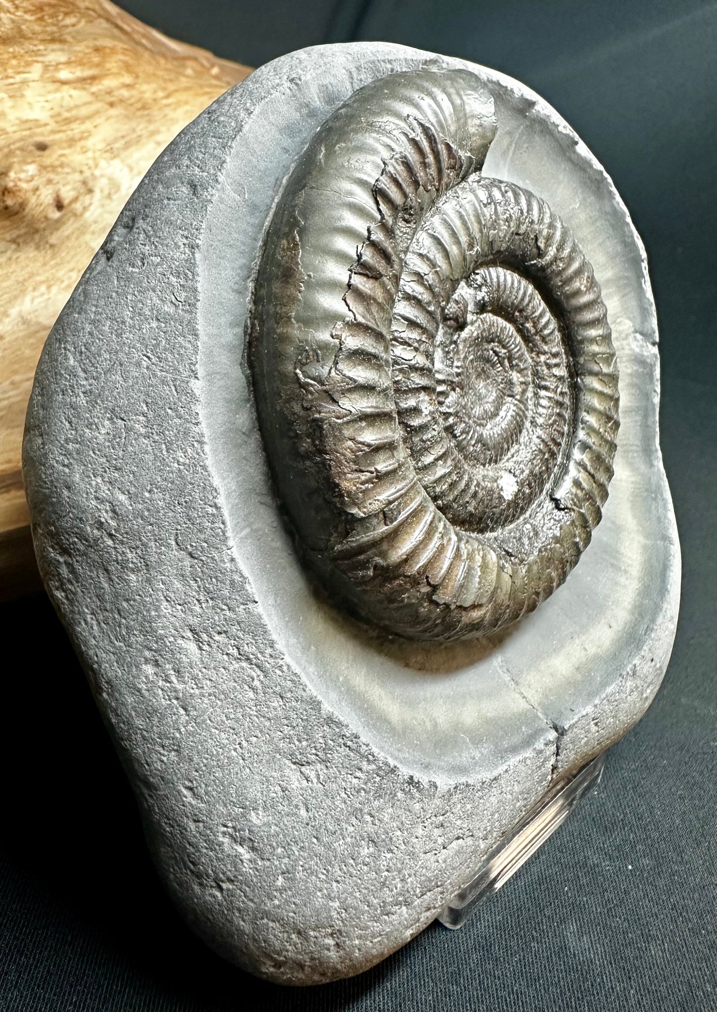 Dactylioceras Ammonite