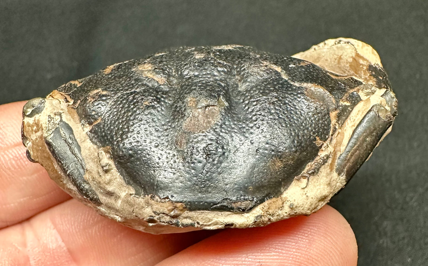 Zanthopsis Leachii Crab