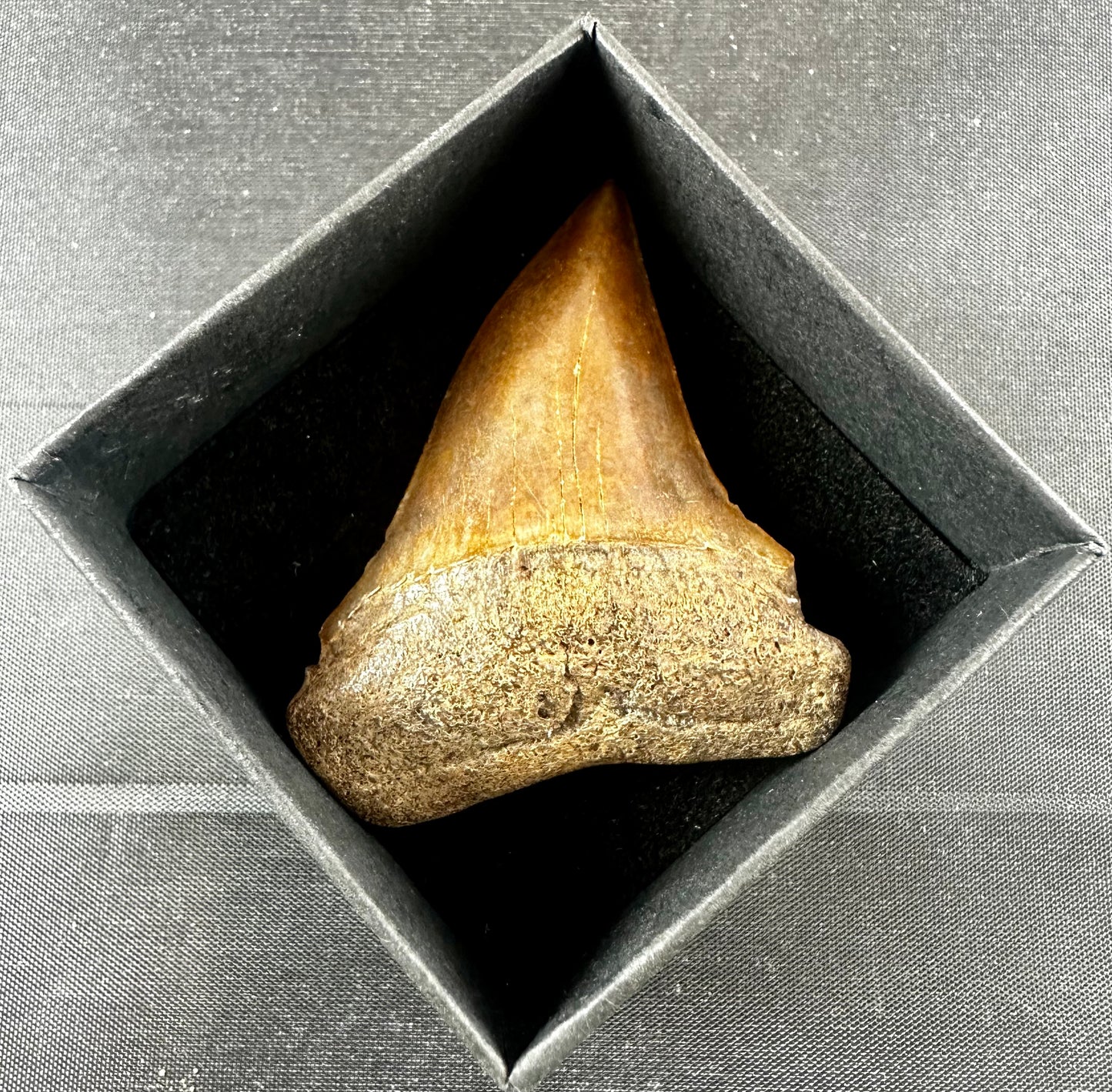 South Carolina Carcharodon Hatalis Tooth