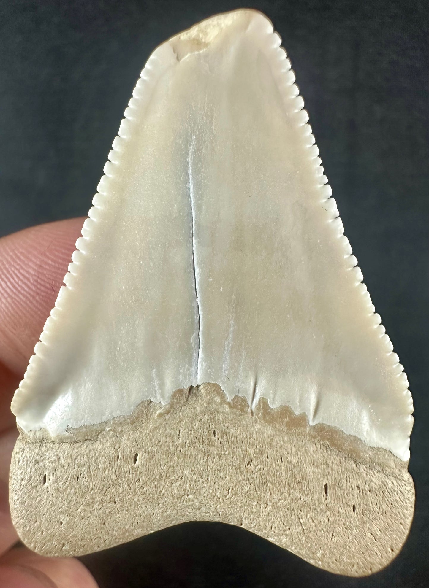 South Carolina Great White Shark Tooth