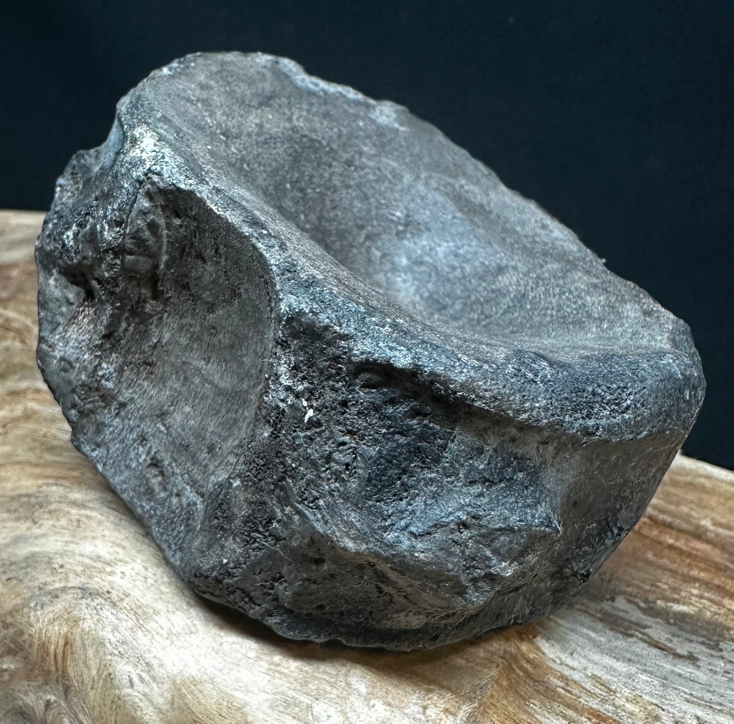 Ichthyosaur Vert