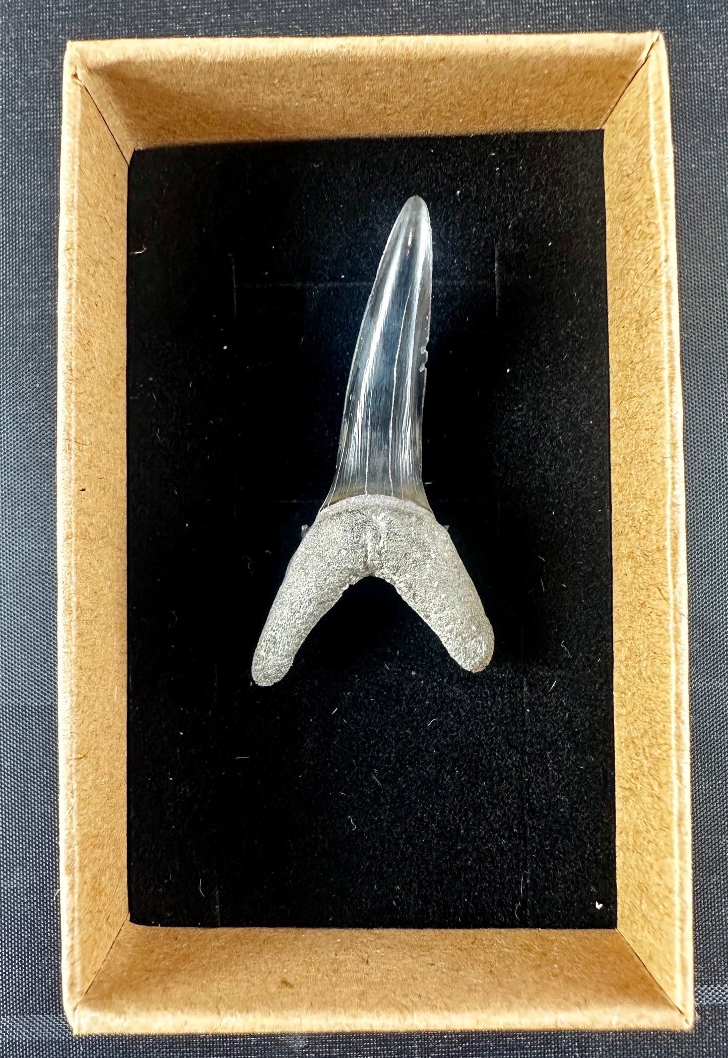 Jaekelotodus Robustus. From the Eocene Ypresian London Clay on the Isle of Sheppey UK, circa 48 - 52 MYO.