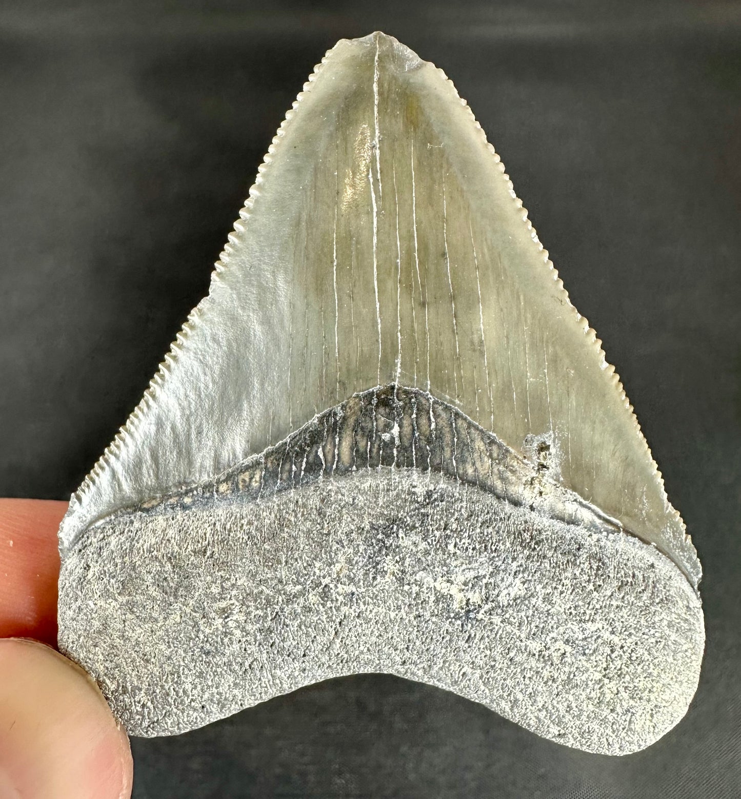 Bone Valley Megalodon Tooth