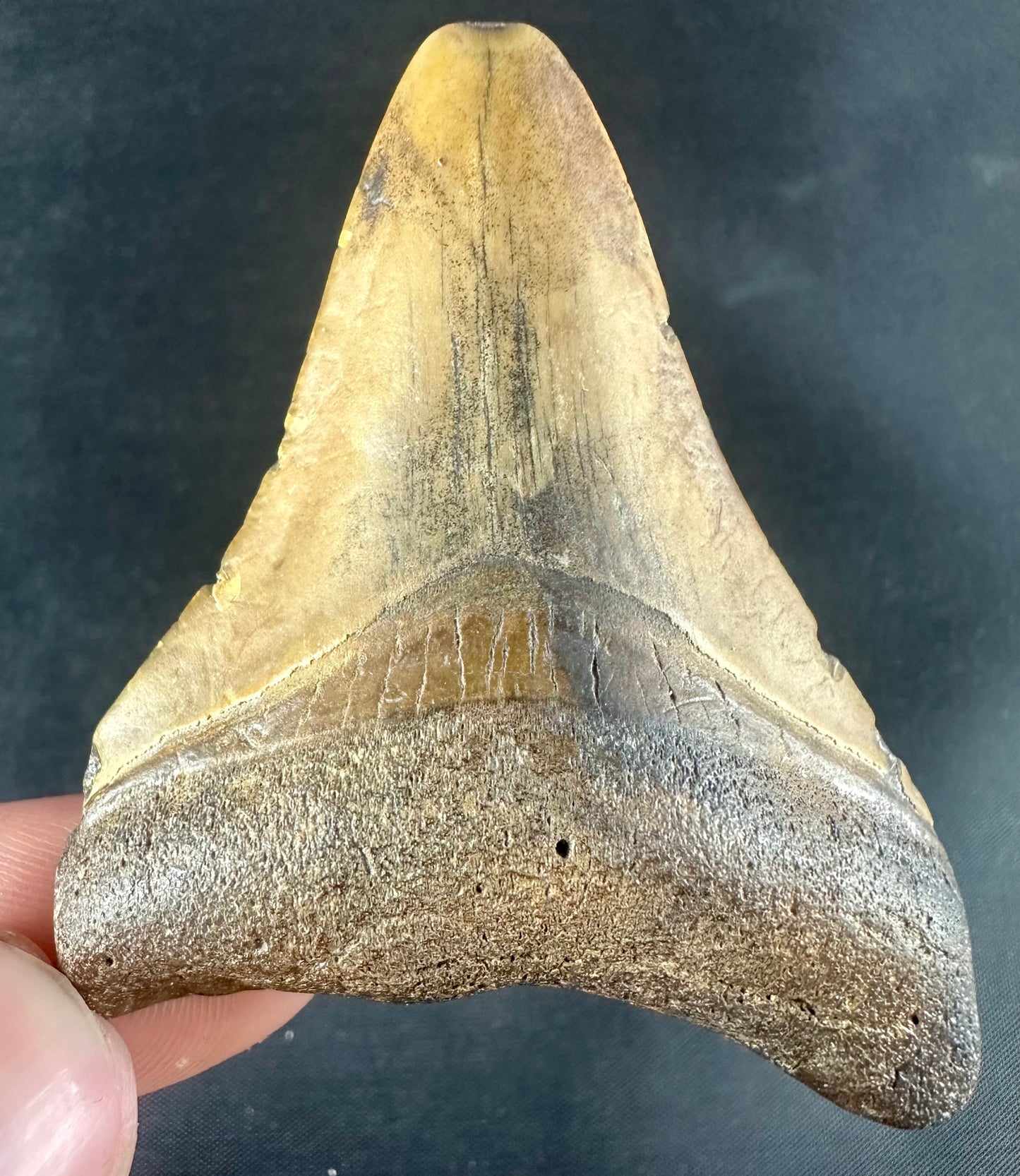 Megalodon Shark Tooth - Miocene - South Carolina - USA