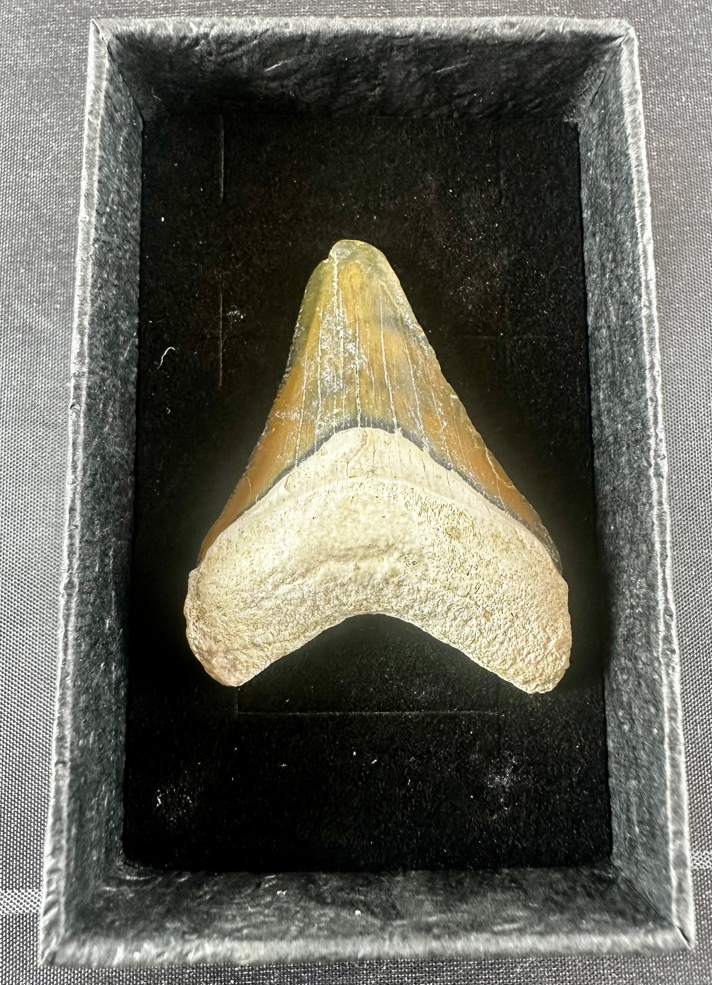 Bone Valley Megalodon Tooth