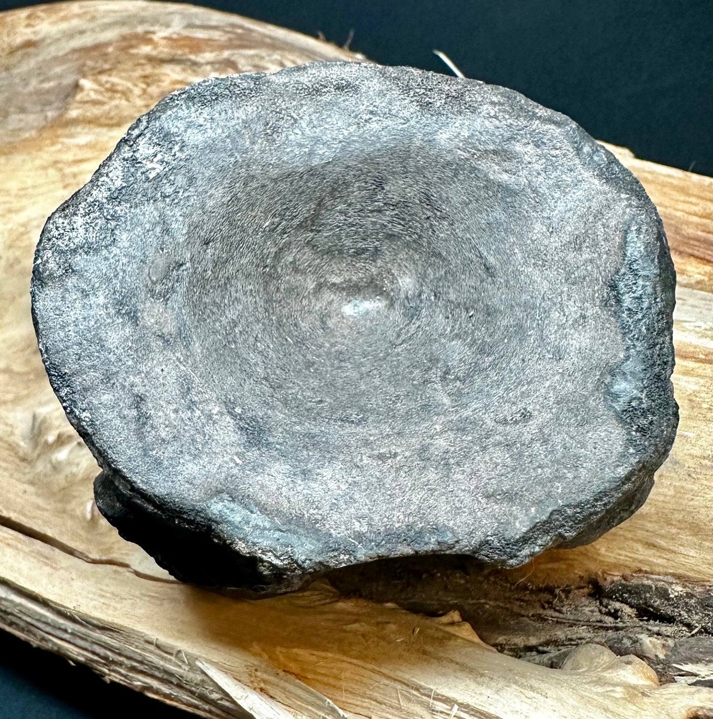 Ichthyosaur Vert