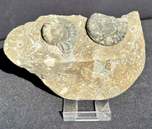 Coroiceras Ammonites