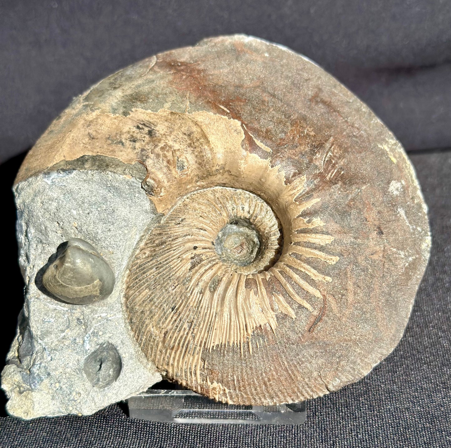 Sigaloceras Ammonite