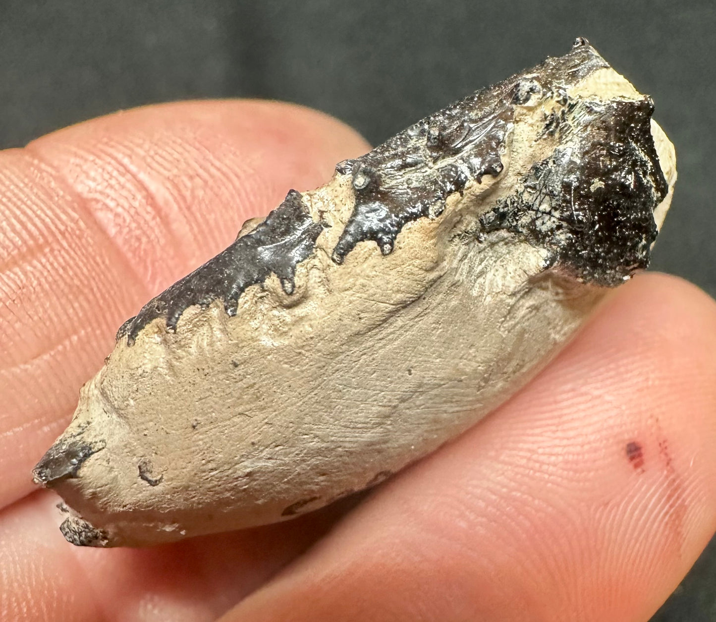 RARE - Goniochele Angulata Crab Claw