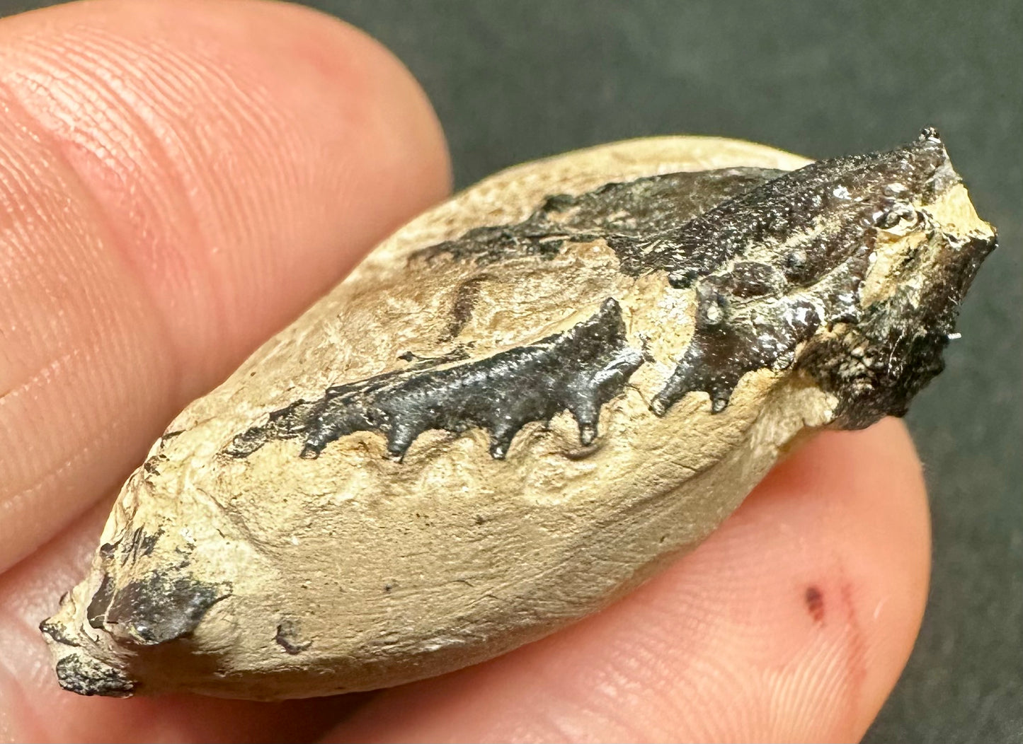 RARE - Goniochele Angulata Crab Claw