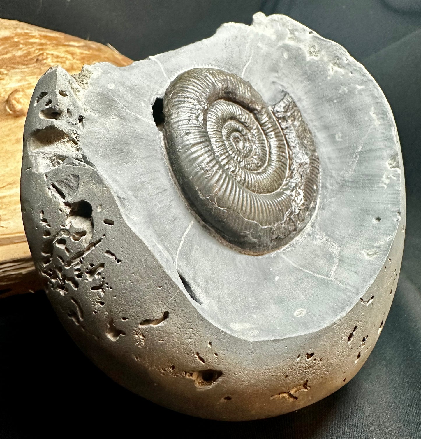 Dactylioceras Tenuicostatum