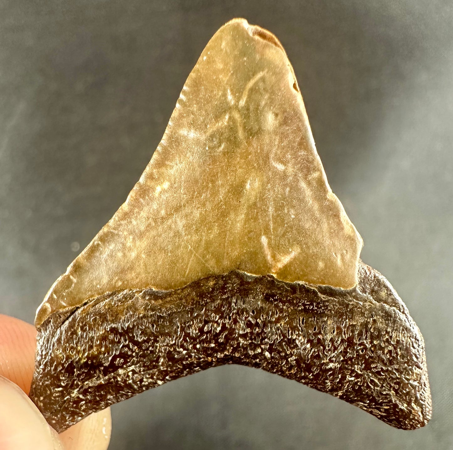 Megalodon Shark Tooth - Miocene - South Carolina - USA