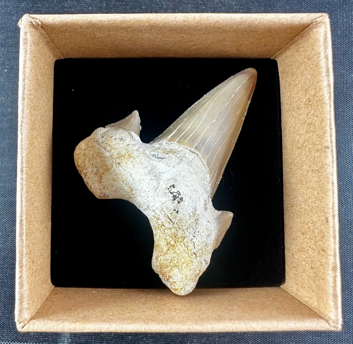 Otodus Obliquus Shark Tooth
