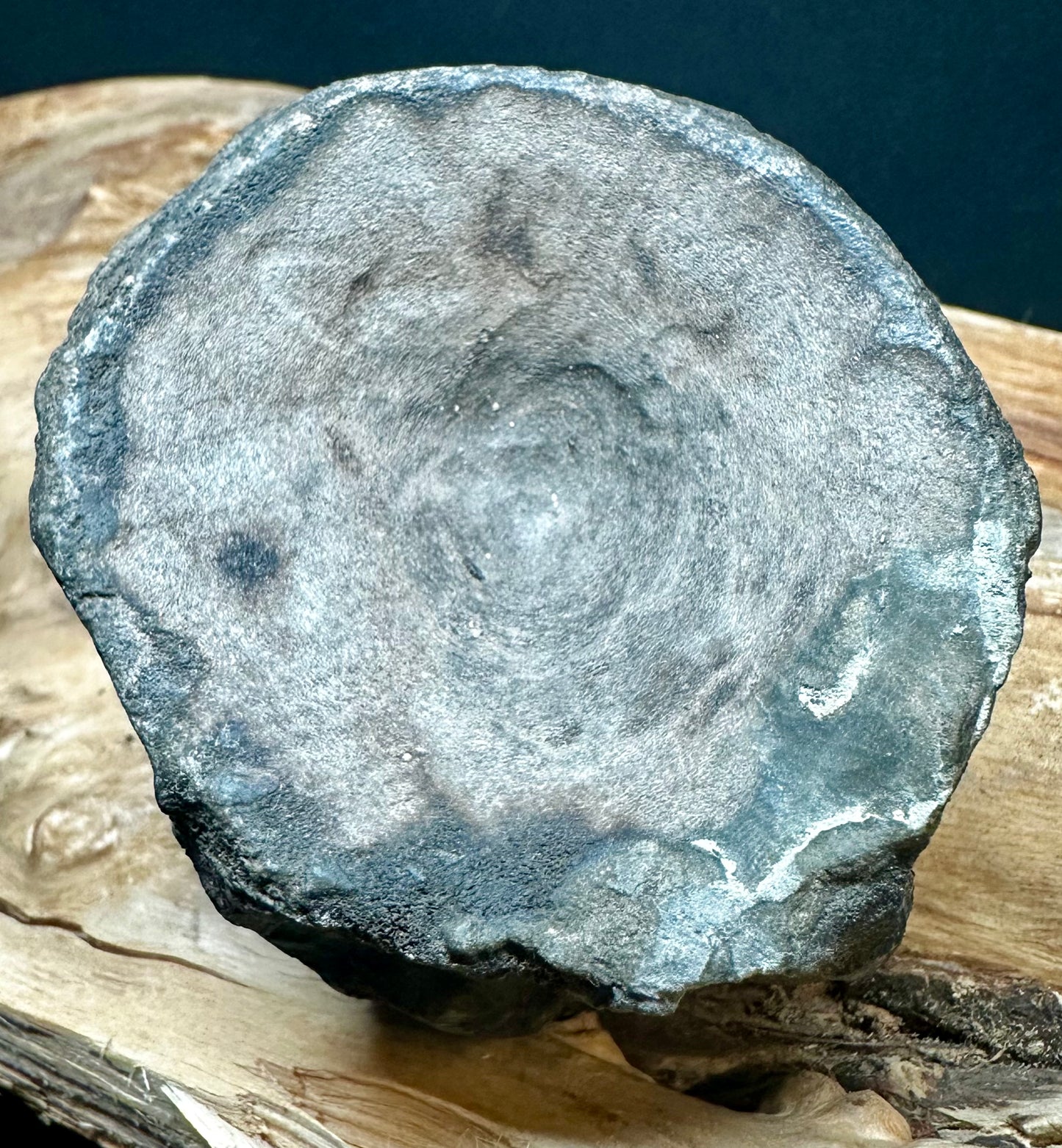 Ichthyosaur Vert