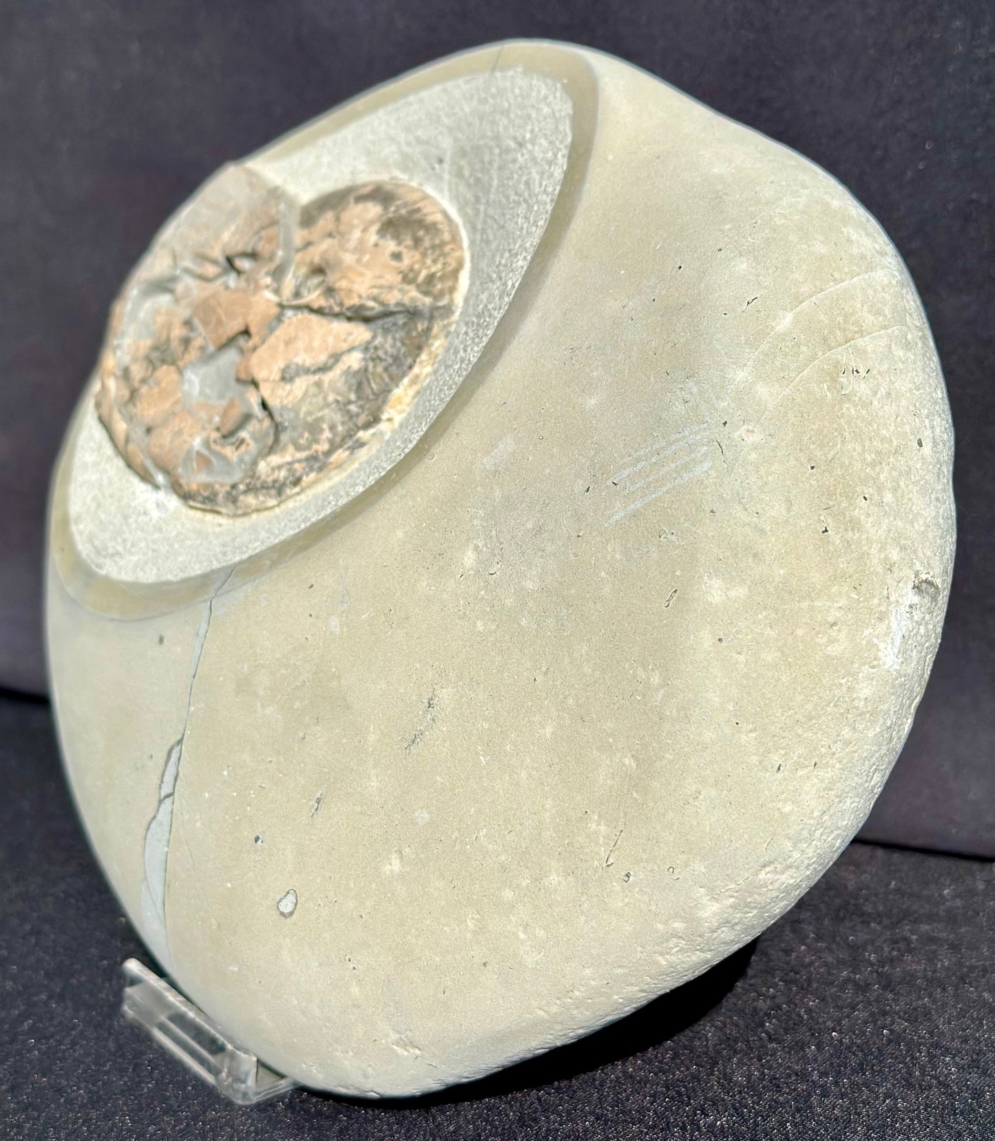 Tragophylloceras Ammonite
