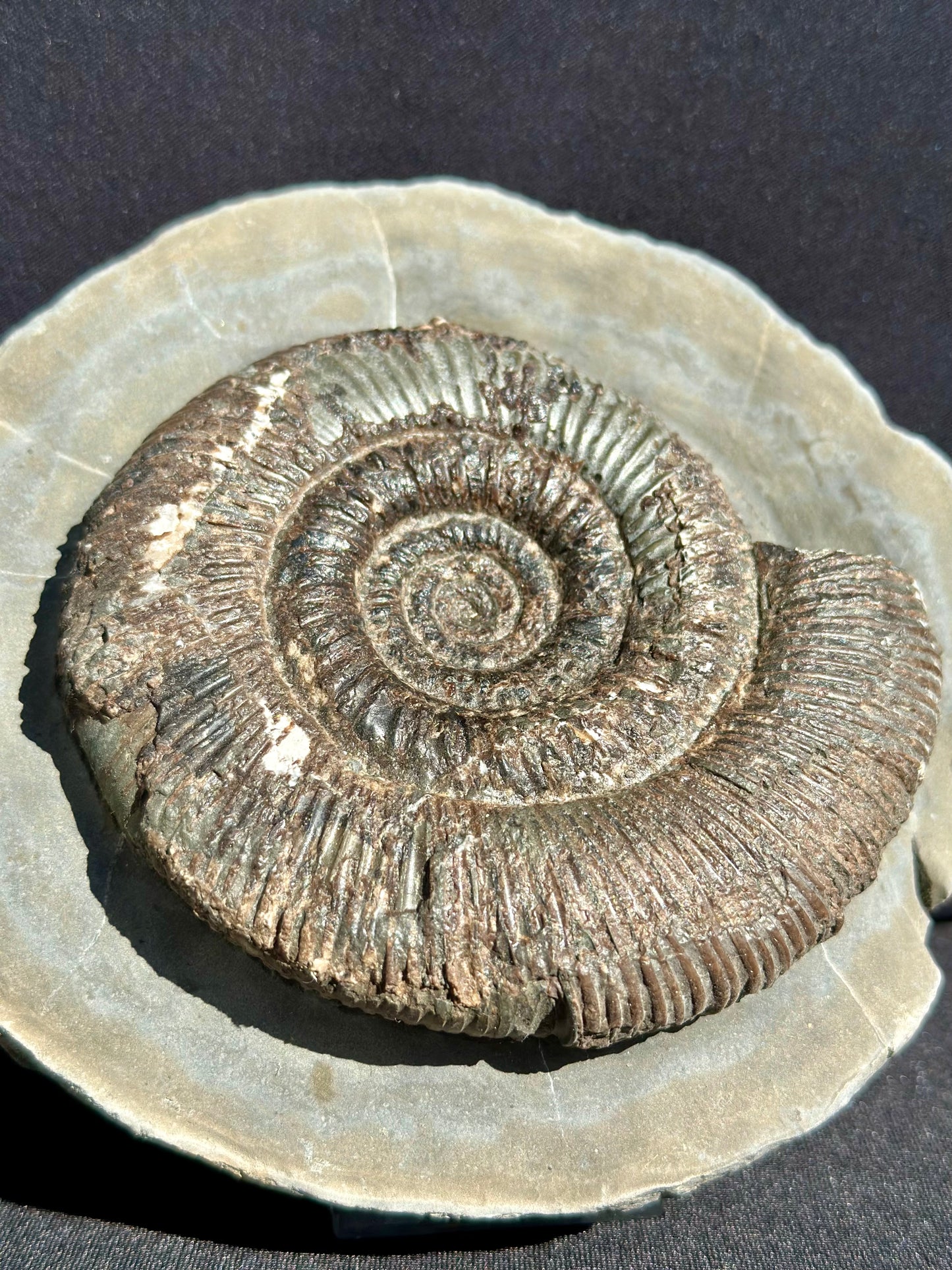 Dactylioceras Semicelatum