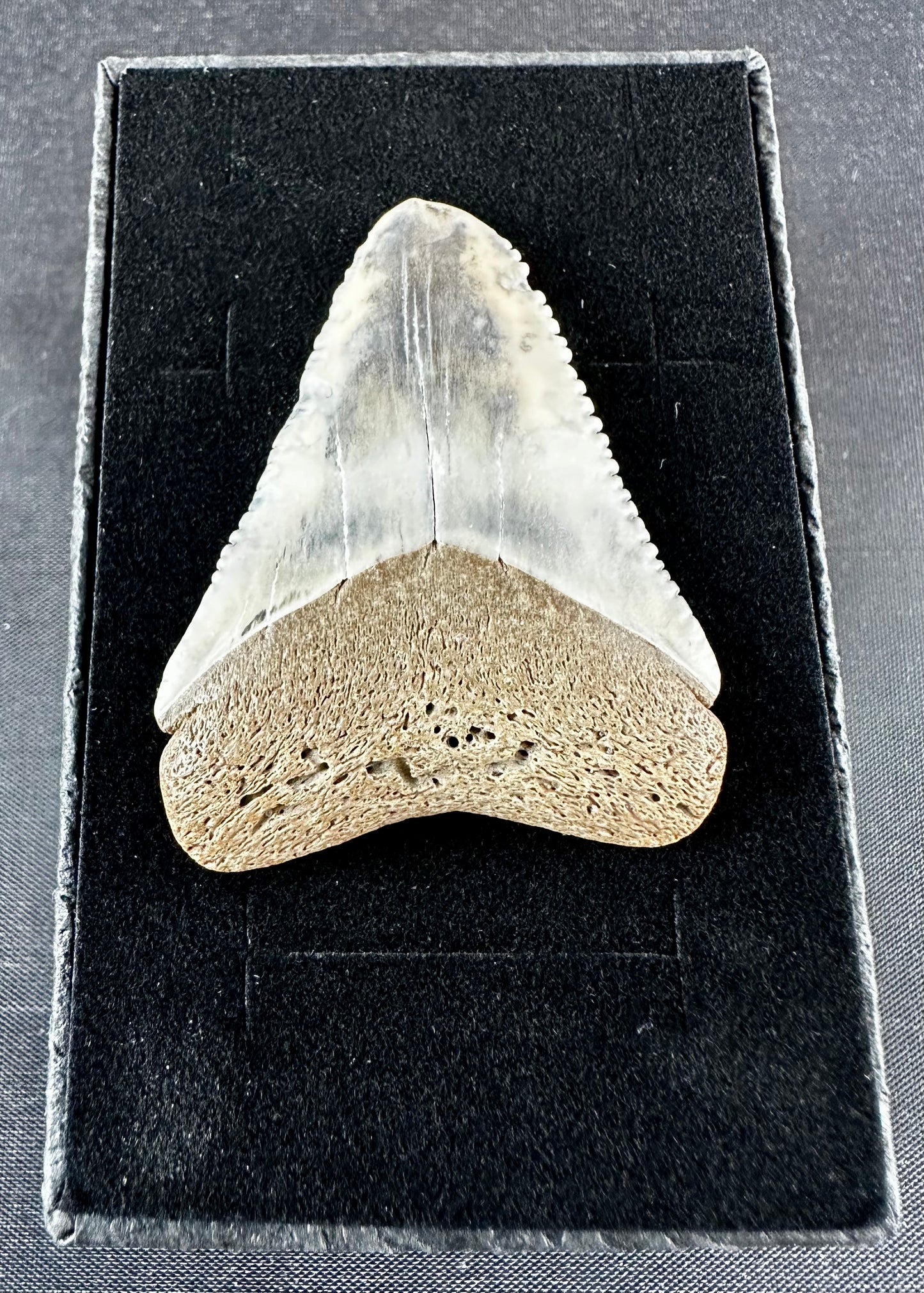 Bone Valley Megalodon Tooth