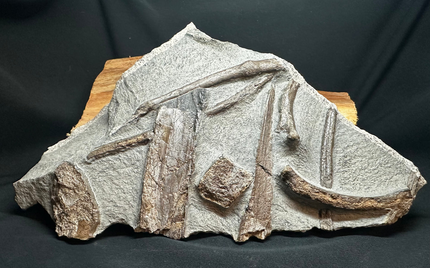 Ichthyosaur Bone Block