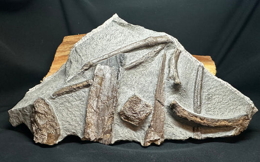 Ichthyosaur Bone Block