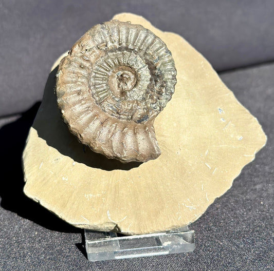 Crucilobiceras Ammonite