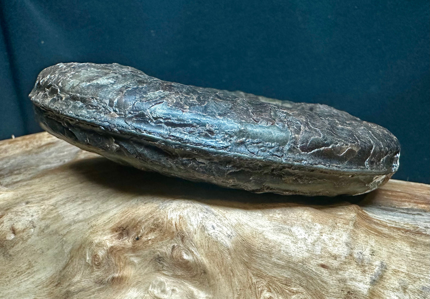 Hildoceras Lusitanicum
