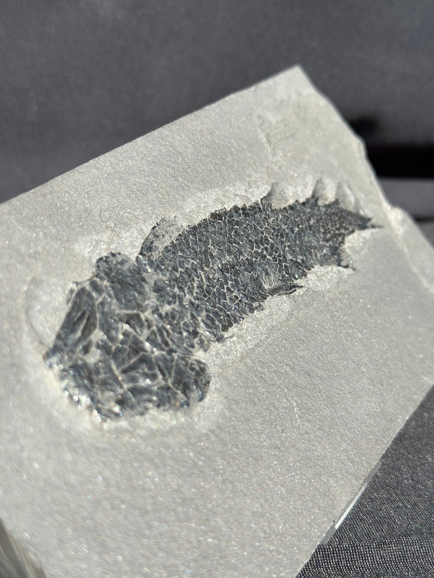 Osteolepis macrolepidotus