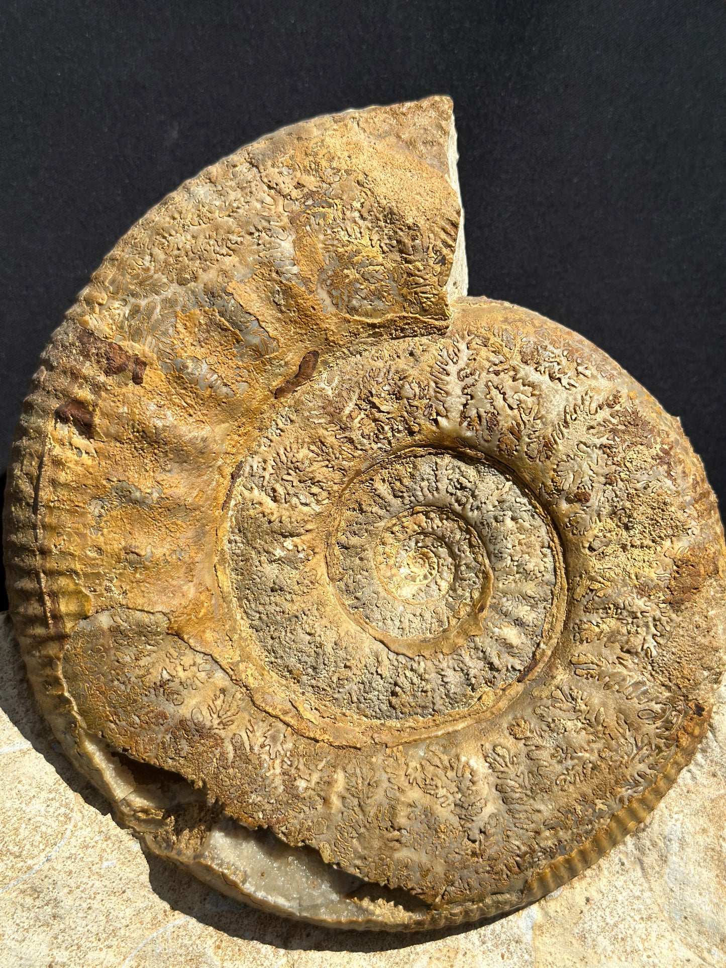 Stephanoceras Ammonite