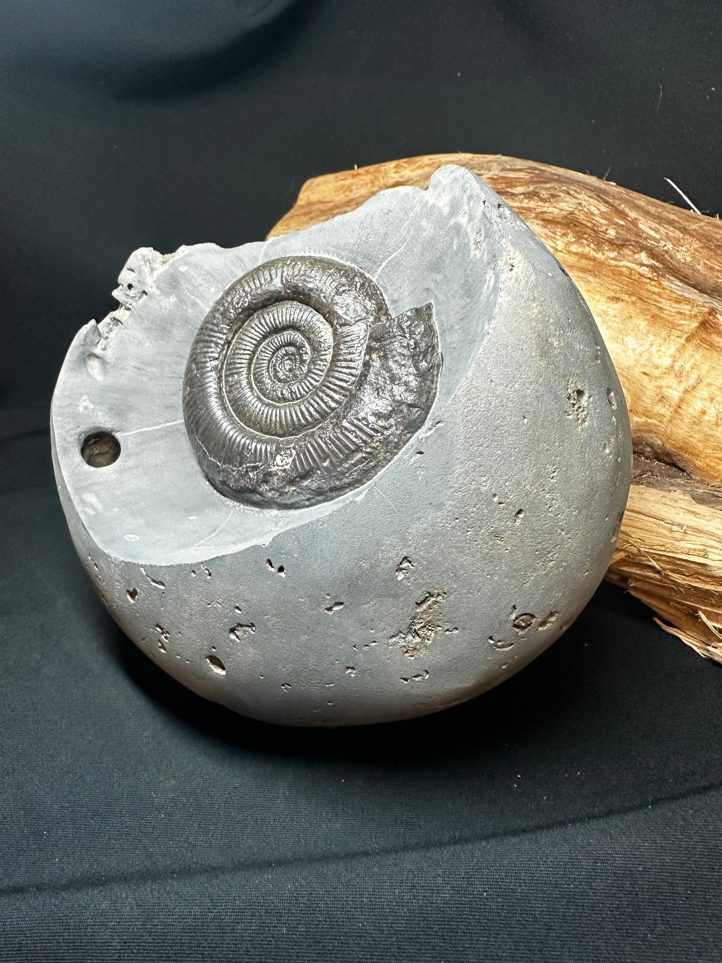 Dactylioceras Tenuicostatum