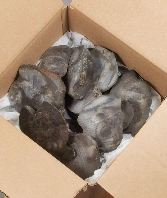 5 POLISH YOUR OWN AMMONITES !