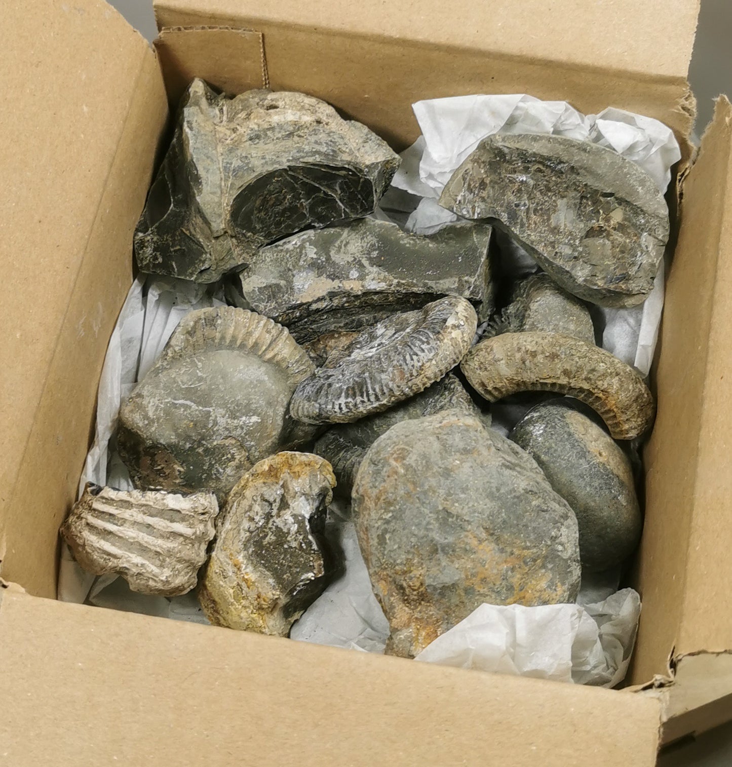1-1.5 KG MYSTERY FOSSIL BUNDLE