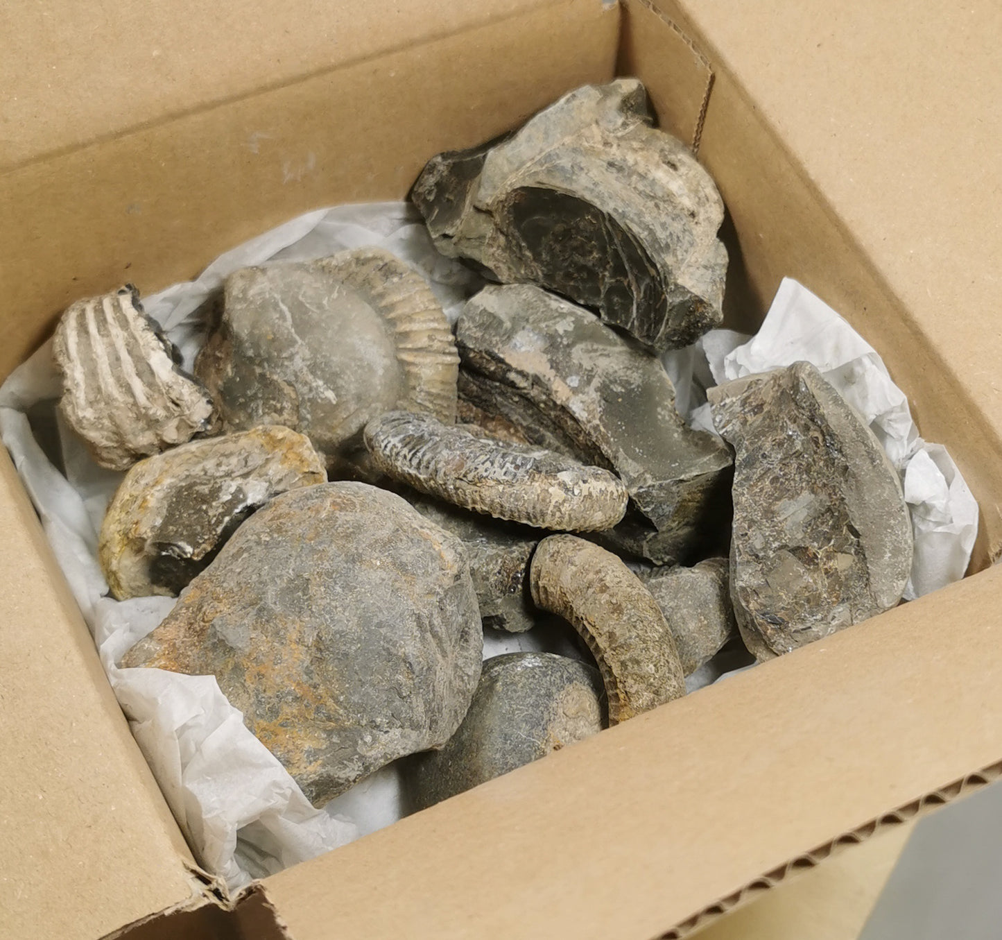 1-1.5 KG MYSTERY FOSSIL BUNDLE