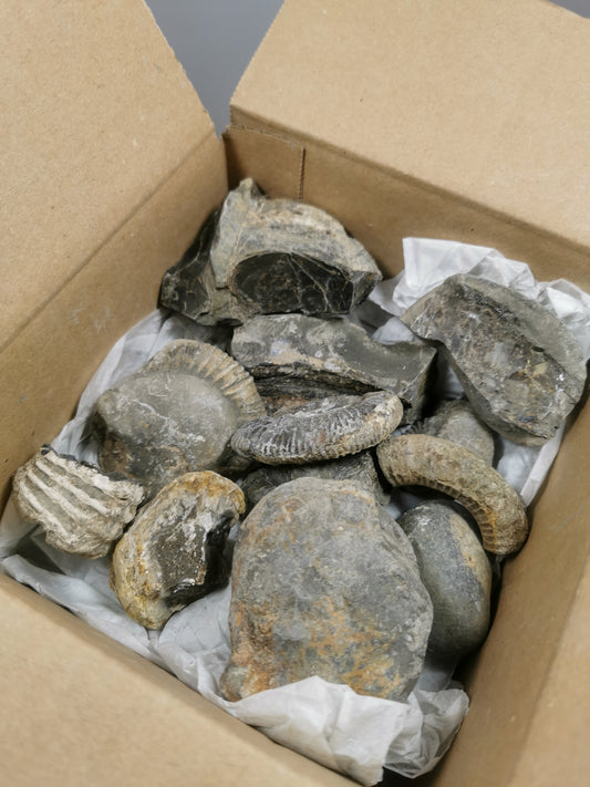 1-1.5 KG MYSTERY FOSSIL BUNDLE