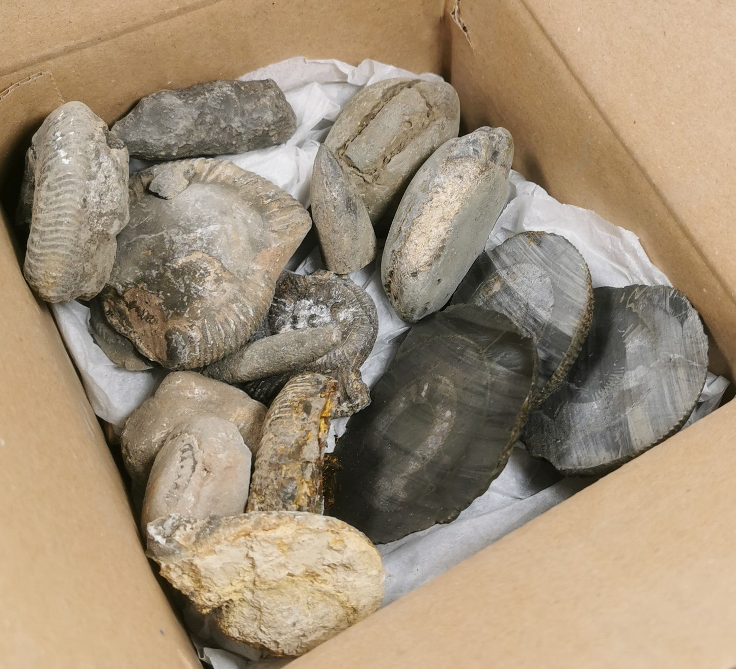 1-1.5KG DELUXE FOSSIL BUNDLE