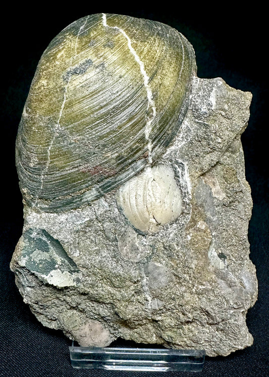 Cardinia Sp Fossil Bivalve, Scunthorpe, England. Lower Lias, Lower Jurassic, 200 Million Years Old.