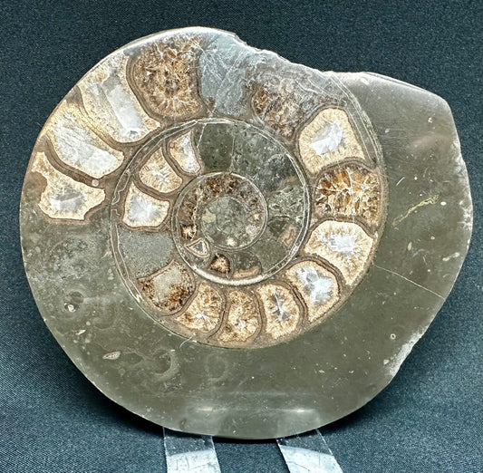 Polished Hildoceras Ammonite. North Yorkshire. Whitby.