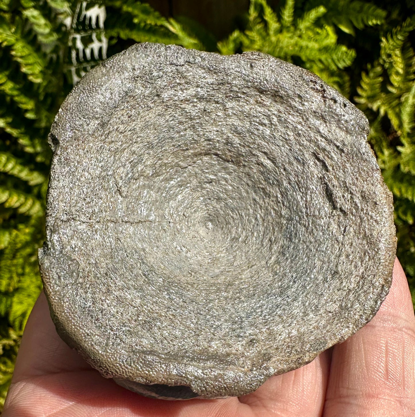 Ichthyosaur vertebra in nodule    - Whitby, North Yorkshire Coast