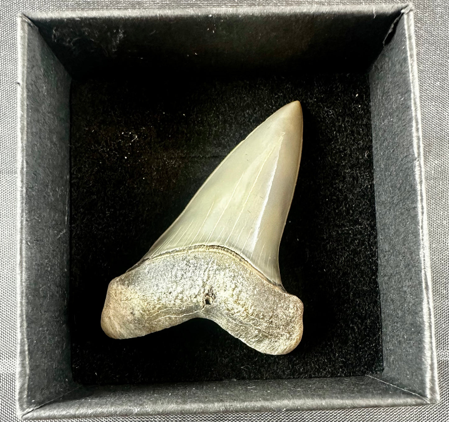 South Carolina Carcharodon Hastalis tooth