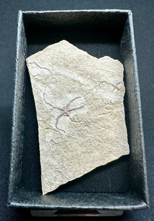 Fossil Brittlestar (Starfish) from the Upper Jurassic of Germany Sinosura kelheimense