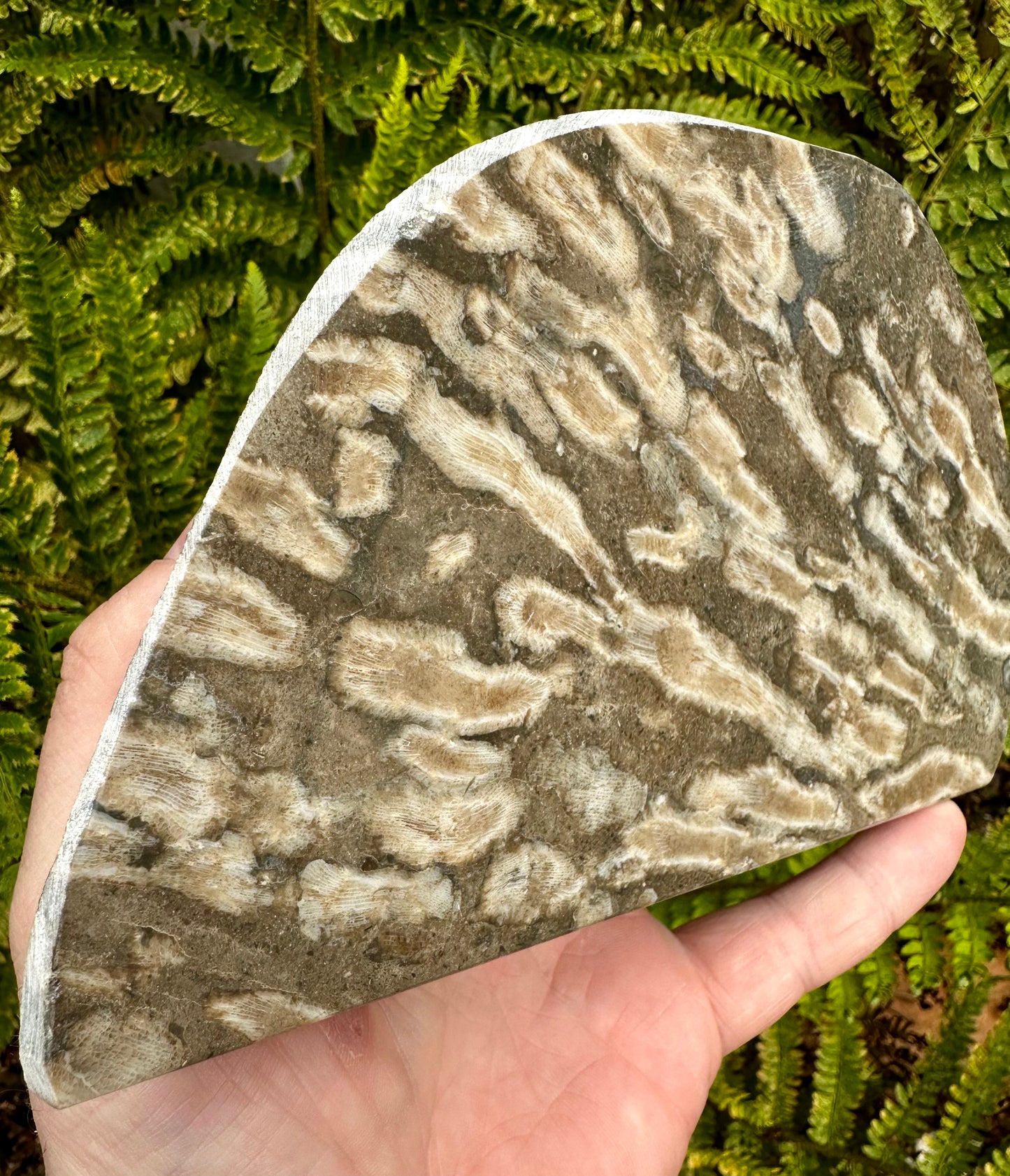 Carboniferous Coral Polished, Mappleton, Holderness Coast, East Yorkshire, England