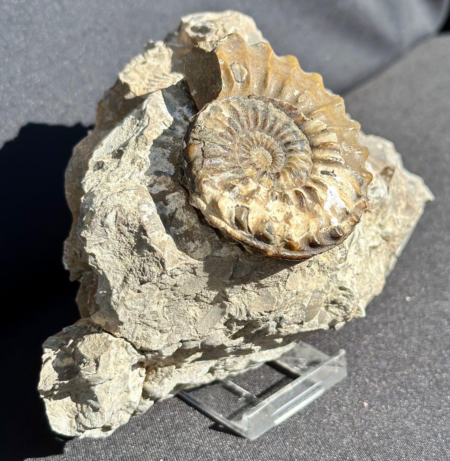 Pleuroceras Ammonite
