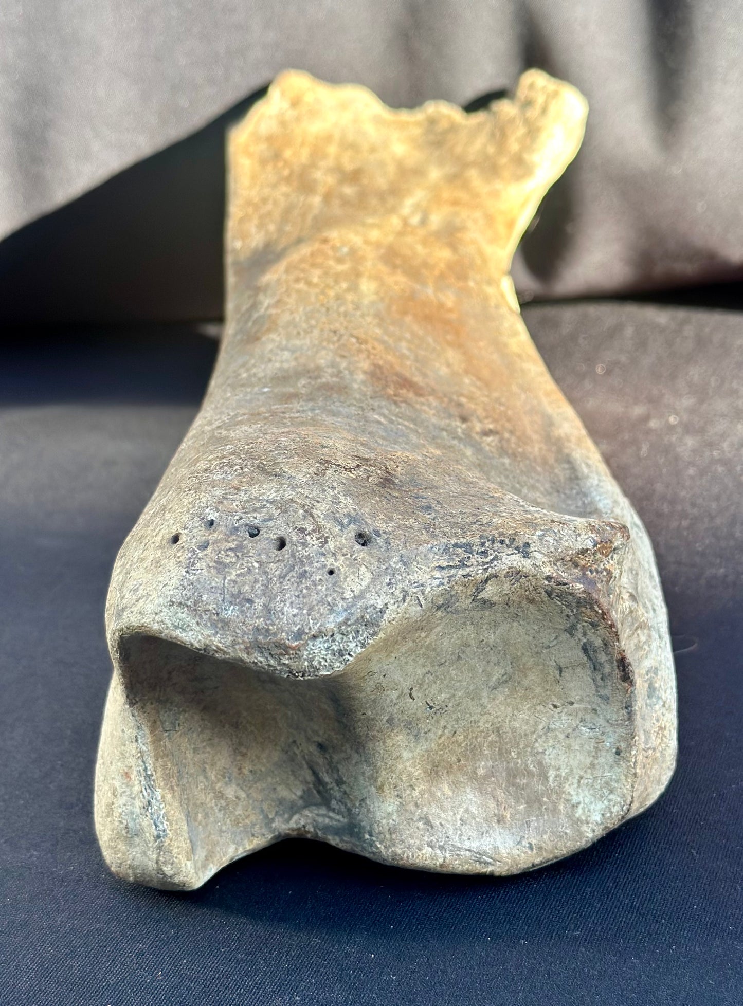 Woolly Rhino Leg Bone