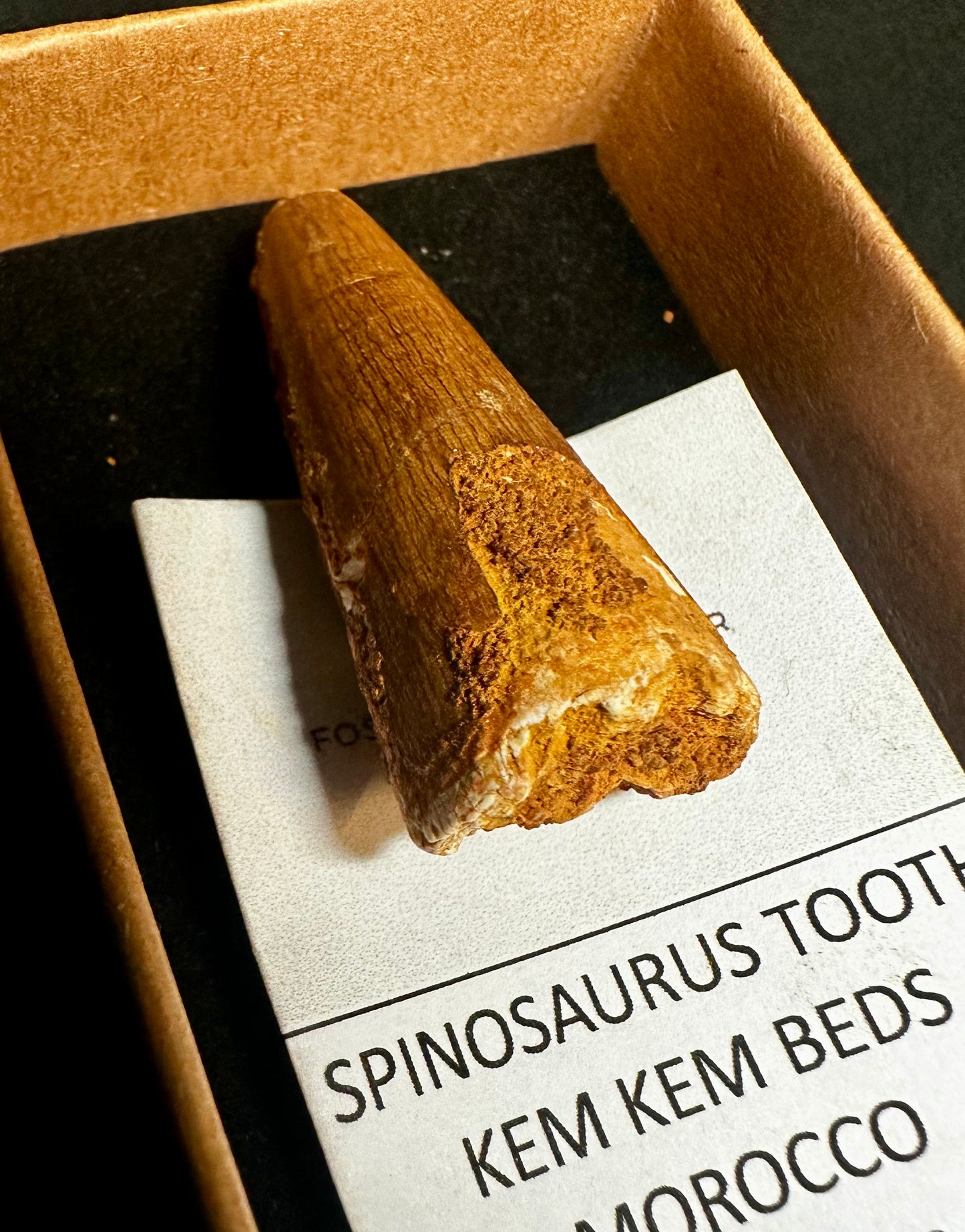 Small Genuine Spinosaurus Dinosaur Tooth from Kem Kem Beds, Morocco Spinosaurus sp.