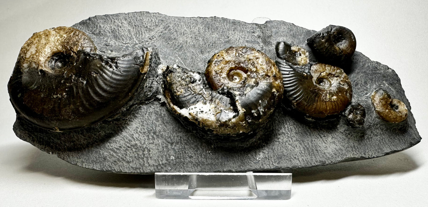 Eleganticeras Elegantulum Ammonite, Jurassic Coast, North Yorkshire, Whitby.