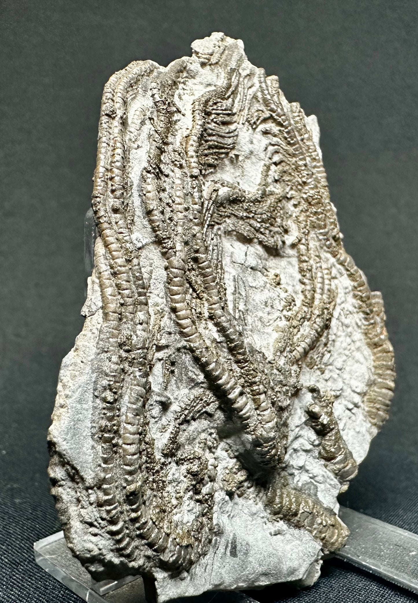 British Lower Jurassic Crinoid from Charmouth, Dorset, England Pentacrinites fossilis