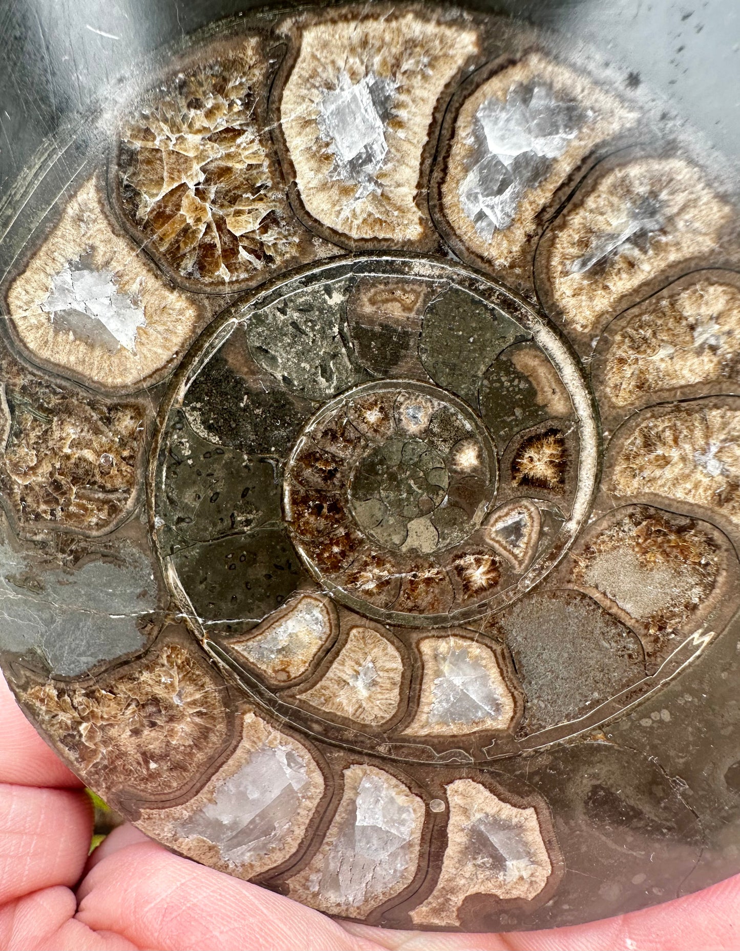 Polished Yorkshire Ammonite, Whitby, North Yorkshire, England.